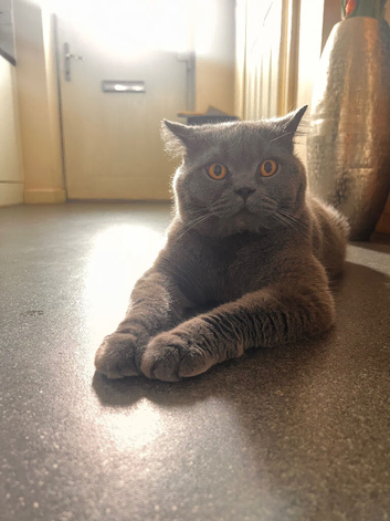 BSH blue