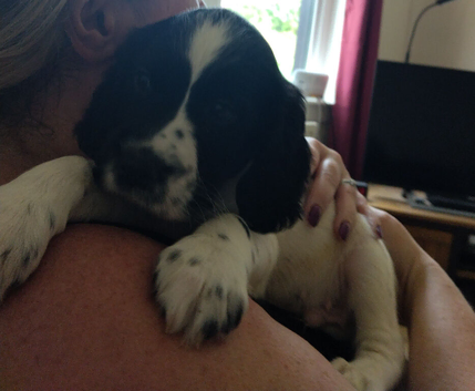Gorgeous Sprocker Spaniel Puppies