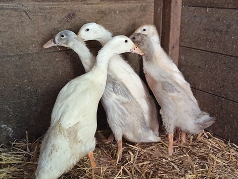 5 indian runners