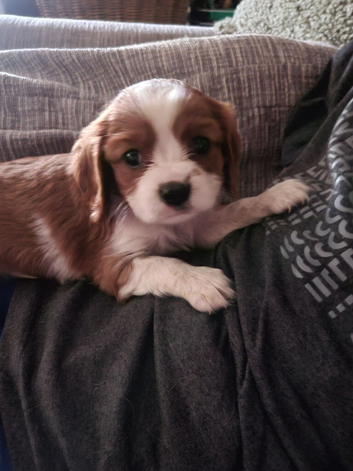 Cavalier king charles spaniel puppys