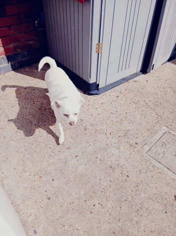 Pure white jackrussell