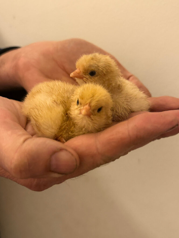 Buff Orpington chicks