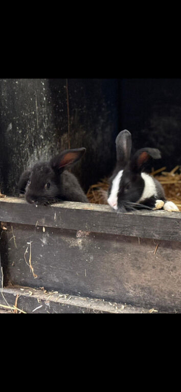 *** BABY BUNNIES** LOP CROSSES