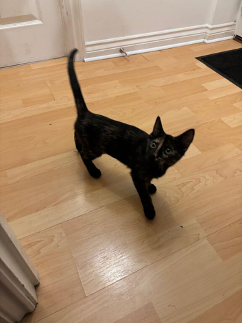 Sphynx cross kitten female