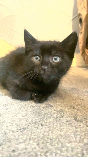 kittens!!