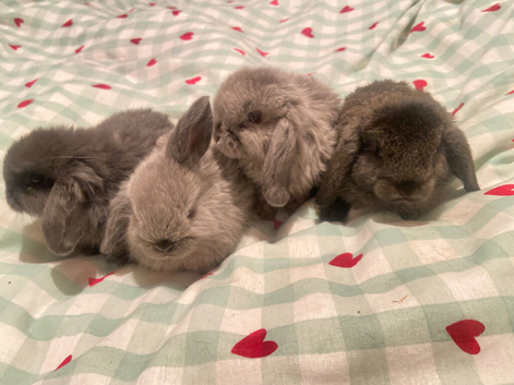 1 baby mini lop looking for their home