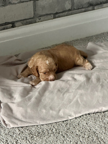 2 cocker spaniel girls