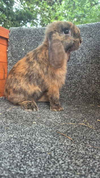 Male Mini Lops