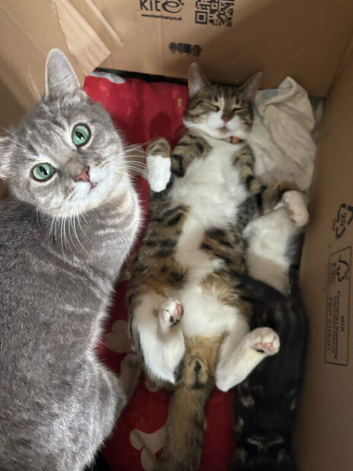 Beautiful female bengal cross