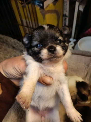 Adorable litter of healthy long-hair 3/4 Chihuahua 1/4 Pomeranian puppies ️