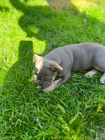 Exceptional French Bulldog Puppies &ndash; 2 Beautiful Girls & 1 Handsome Boy