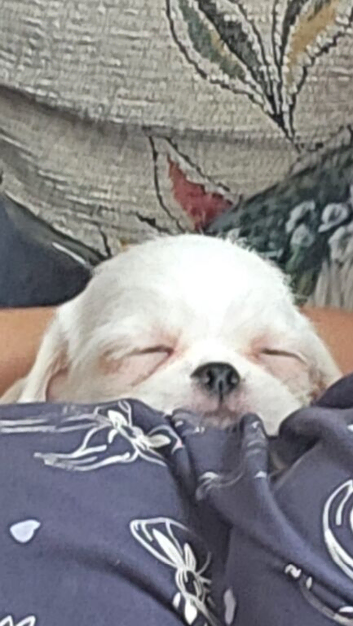 5 pugzu puppies