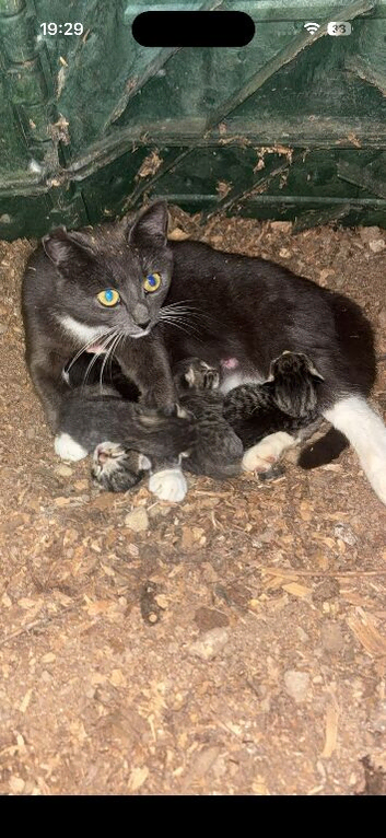 Kittens