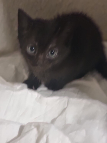 9 weeks female kitten