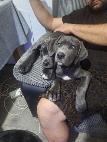 3m old female cane corso
