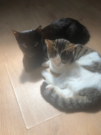 2 6month kittens a boy and girl