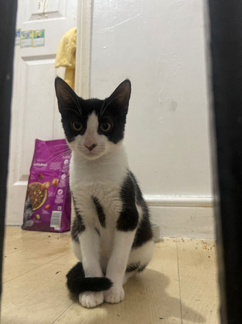 Kittens for sale!