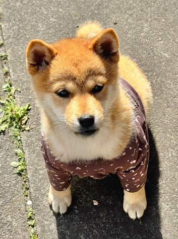 ️ SHIBA INU PUPPY GIRL FOR ADOPTION ️