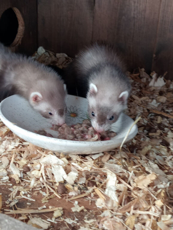 MICRO FERRETS