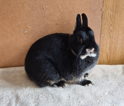 Black Otter Netherland Dwarf Doe