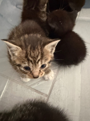 Kittens for sale