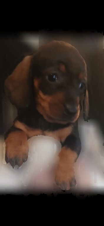 20 week old female mini dachshound