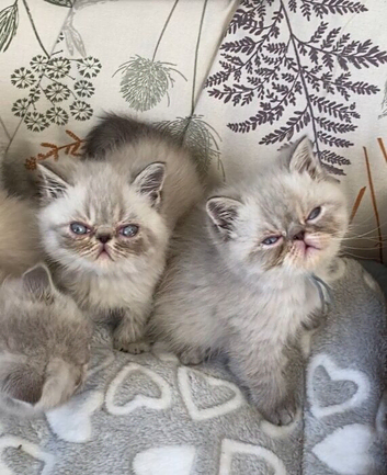 GCCF Registered  Colour Point Kittens