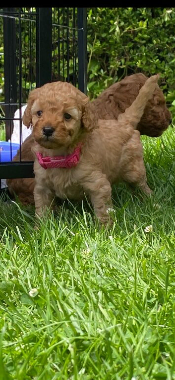 Beautiful F1B Girl ️