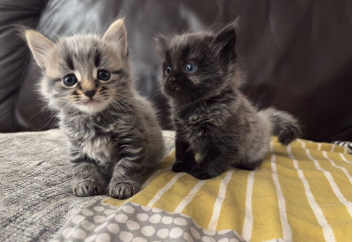 Two Adorable Kittens Looking for Their Forever Homes