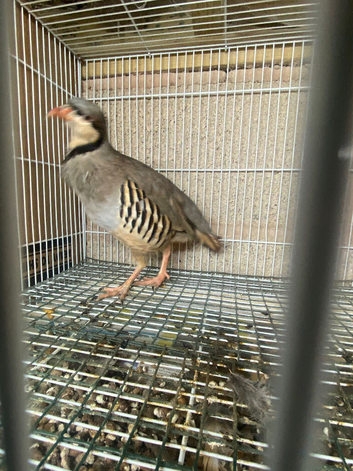 Chukar partridge