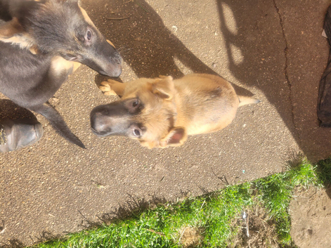 German shepherd puppies
