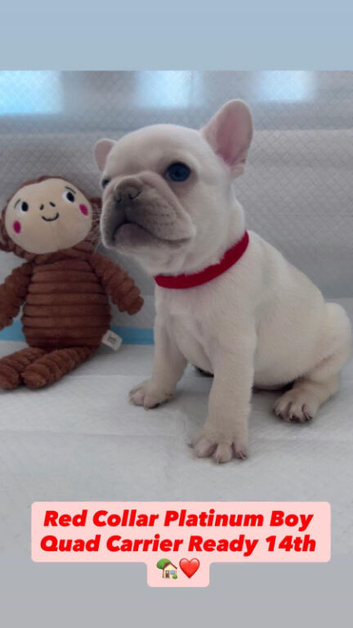 Adorable Frenchbulldog Puppies
