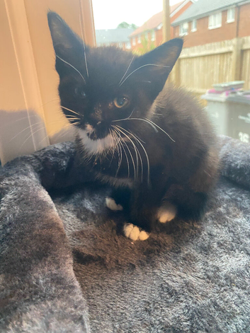 Beautiful little female kitten