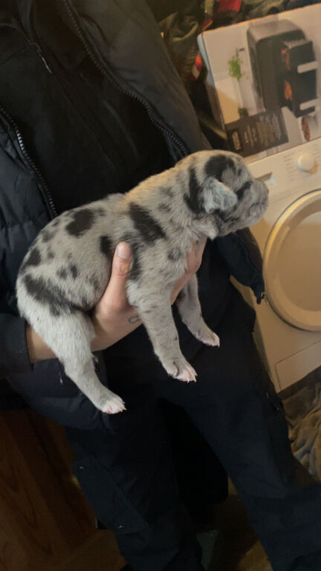 Puppies