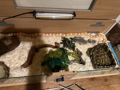 7yr Female Amel Corn Snake + Full Glass & wooden Vivarium Setup &pound;160 ono - Dewsbury