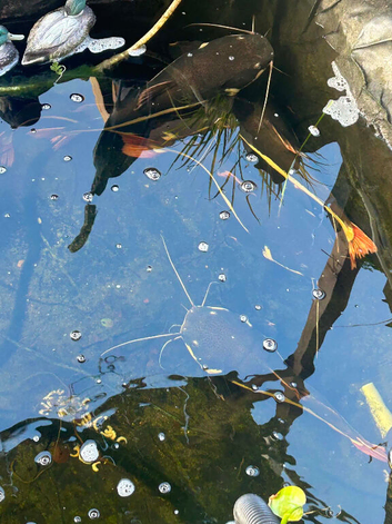 5x red tail catfish 3ft plus