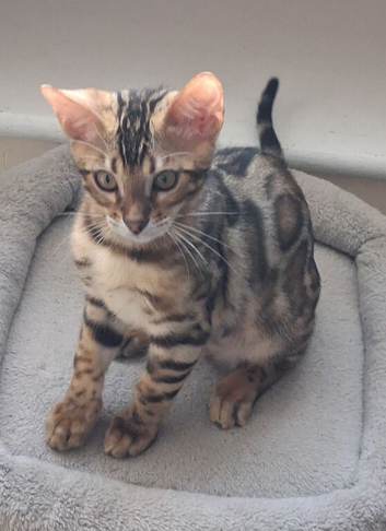 Last one of the litter. Male Bengal kitten