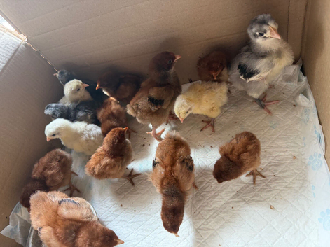 Quality large Orpington&rsquo;s available