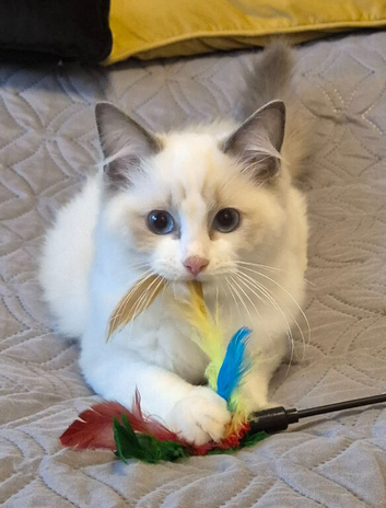 7 TICA Registered Kittens For Sale