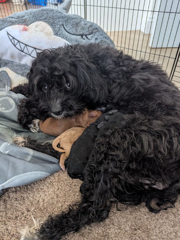 Cavapoo puppy