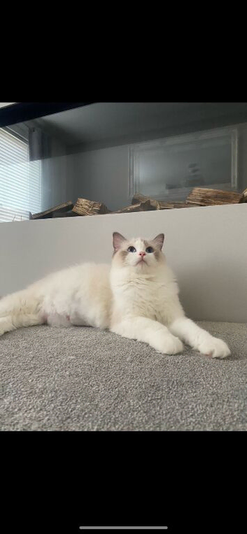 Ragdoll cat