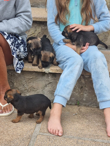 Beautiful border terrier pups