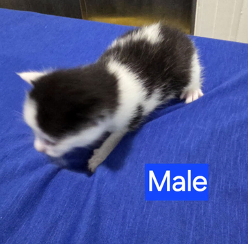 Kittens 1 Male 1 Female