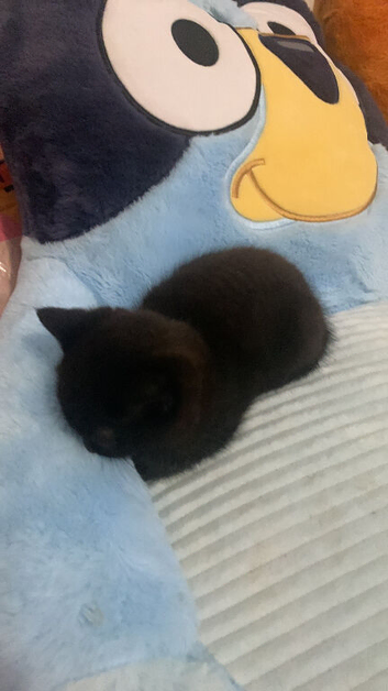 Kittens for sale