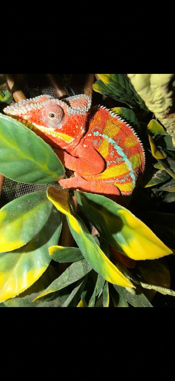 Stunning male panther chameleon
