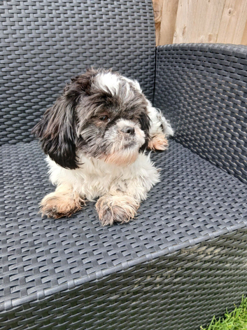 9 month old female Shih tzu