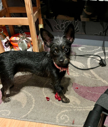 Lovable young pup needs new home.