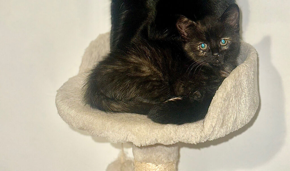 Girl Kitten