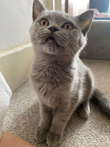 British short hair kitten