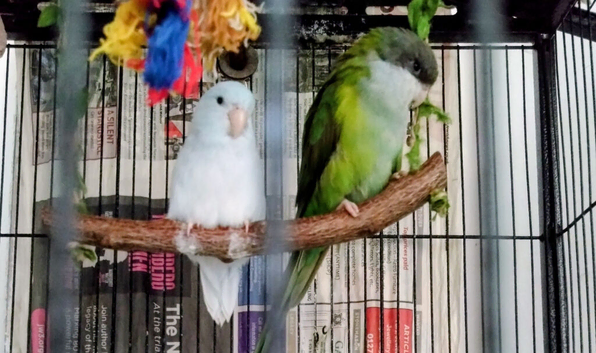 Sierra Parrot and Parrotlet Pair With Cage
